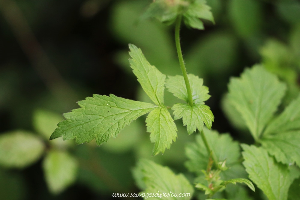 Geum urbanum, Benoîte des villes, Poitiers gare