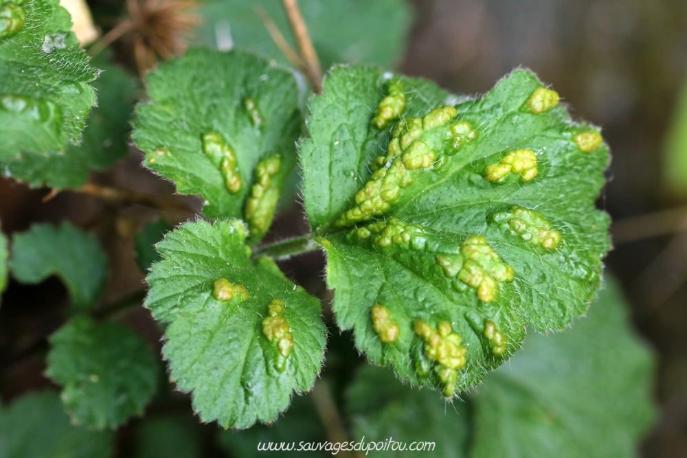 Cecidophyes nudus sur Geum urbanum, Poitiers quartier Chilvert