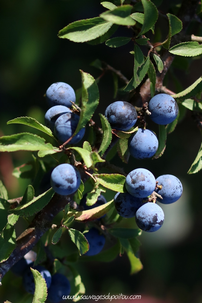 Prunus spinosa, Prunellier, Biard (86)