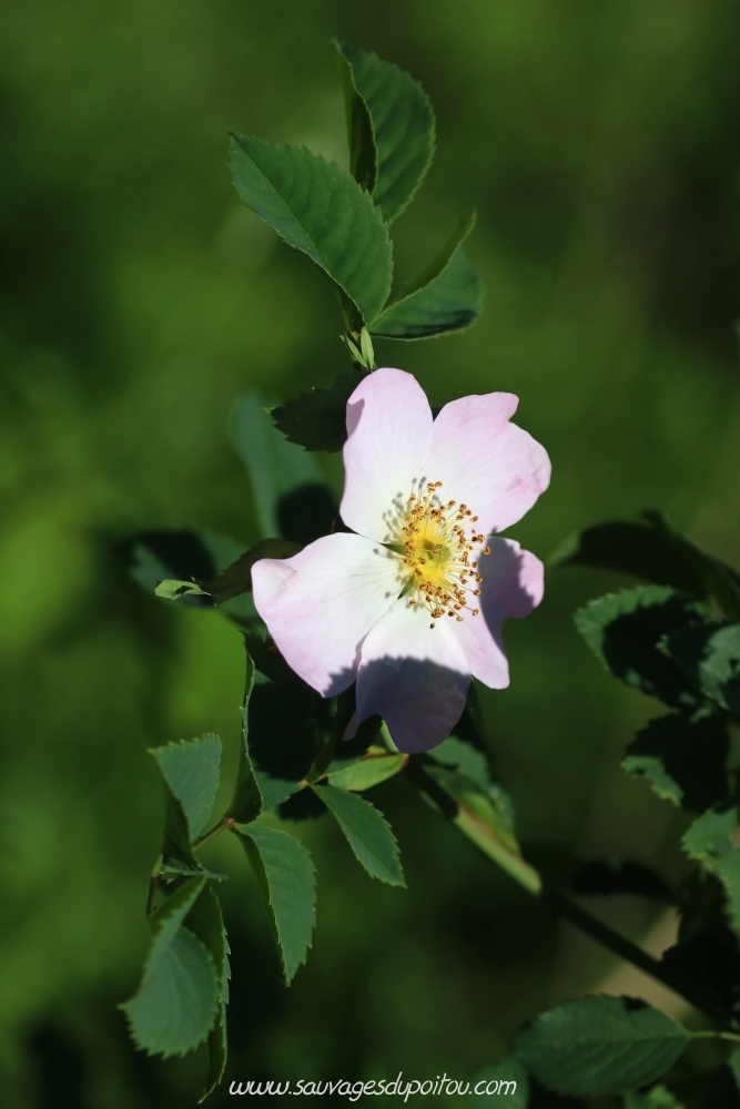 Rosa canina, Rosier des chiens, Poitiers Mérigotte