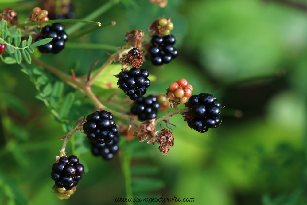 Rubus sp, Ronce, Poitiers quartier Chilvert