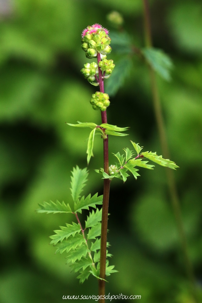 Poterium sanguisorba, Petite Pimprenelle, Poitiers quartier Chilvert