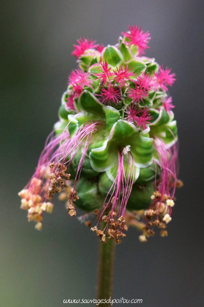 Poterium sanguisorba, Petite Pimprenelle, Poitiers quartier Chilvert