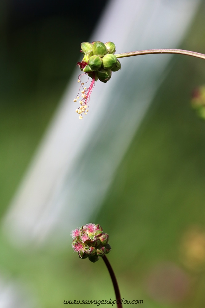 Poterium sanguisorba, Petite Pimprenelle, Poitiers quartier Chilvert
