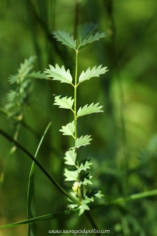 Poterium sanguisorba, Petite Pimprenelle, Biard (86)