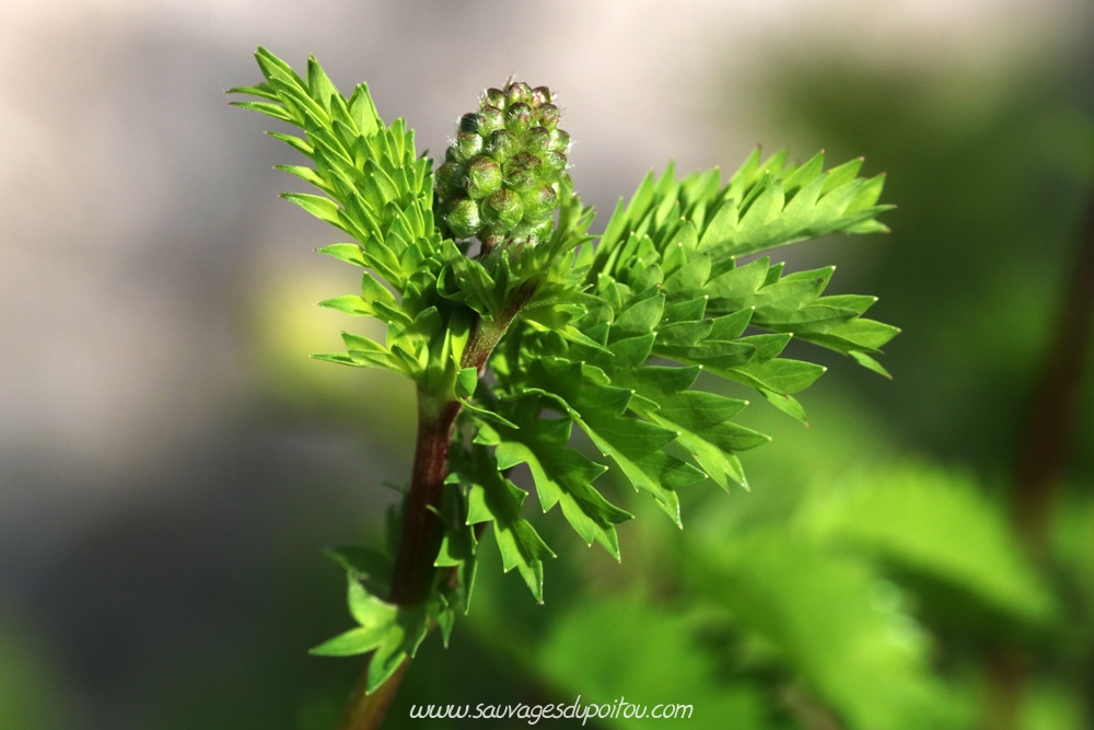 Poterium sanguisorba, Petite Pimprenelle, Poitiers quartier Chilvert