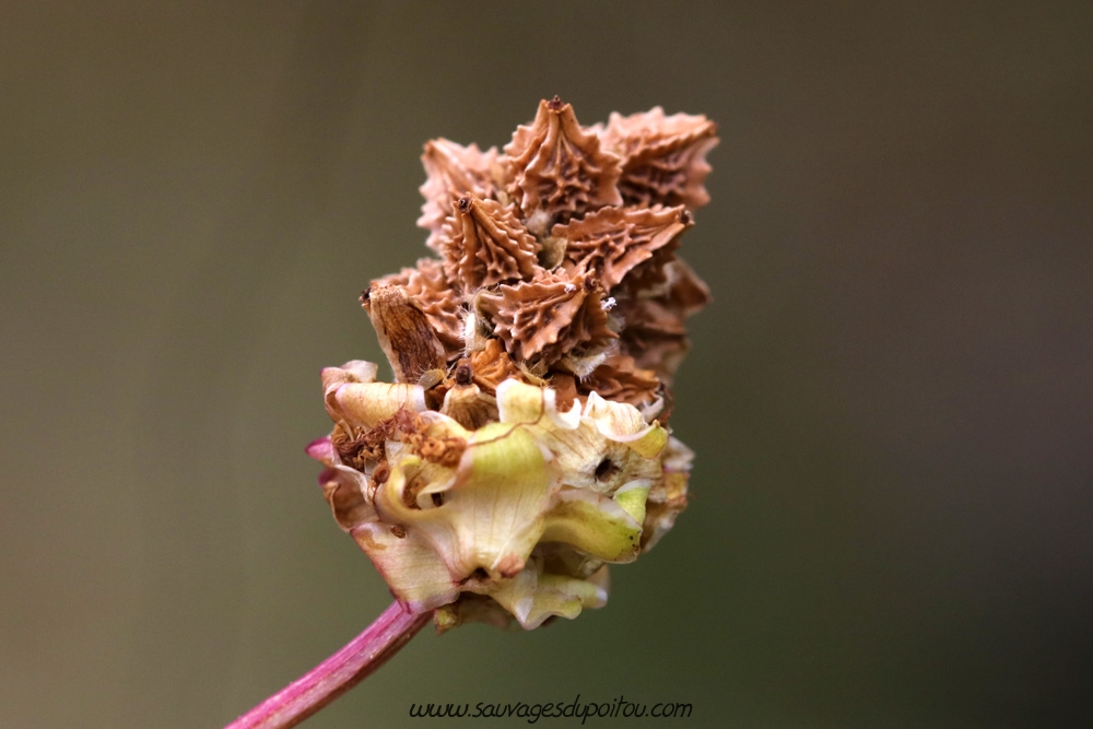 Poterium sanguisorba, Petite Pimprenelle, Poitiers quartier Chilvert