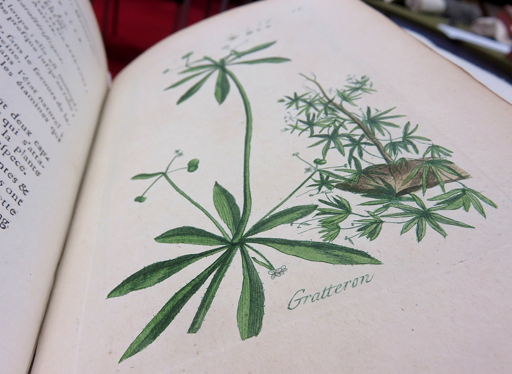 Galium aparine, Pierre Buillard (1776-1783)