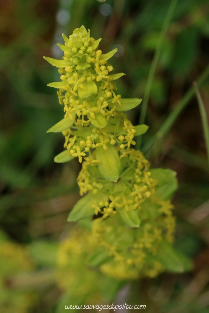 Gaillet croisette, Cruciata laevipes, Quinçay (86)