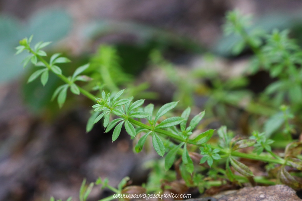 Galium aparine, Gaillet gratteron, Poitiers bords de Boivre