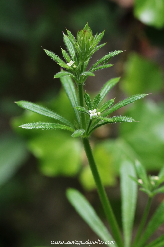 Galium aparine, Gaillet gratteron, Poitiers chemin de la Cagouillère