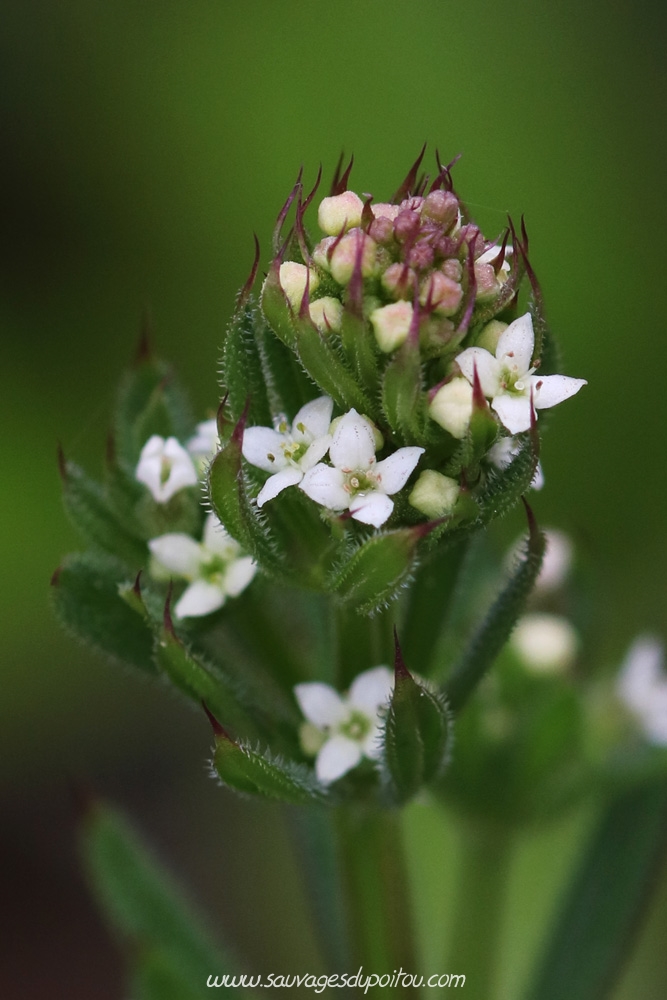 Galium aparine, Gaillet gratteron, Poitiers chemin de la Cagouillère