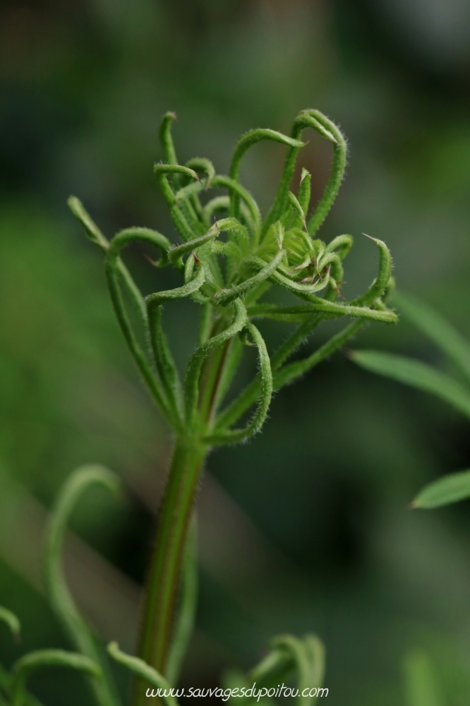 Galium aparine, Gaillet gratteron, Poitiers bords de Boivre