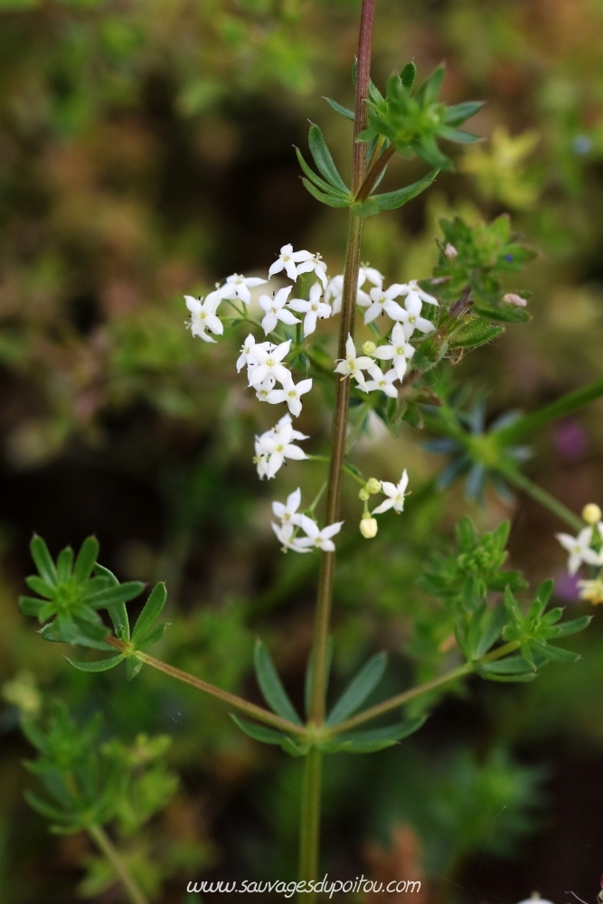 Galium mollugo, Gaillet Mollugine, Biard (86)
