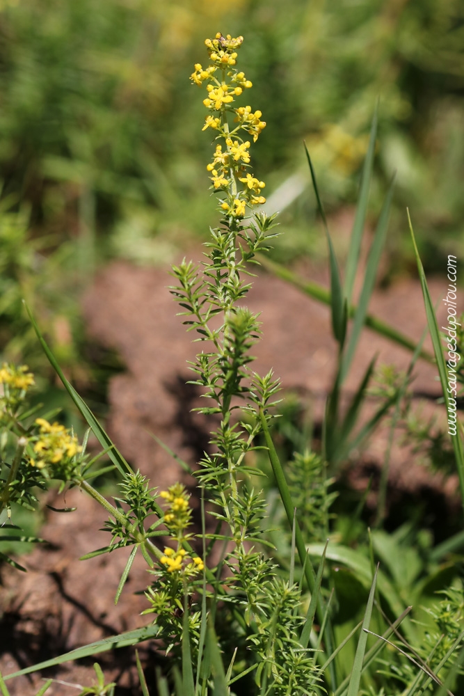 Gaillet jaune, Galium verum, Salilhès (15)