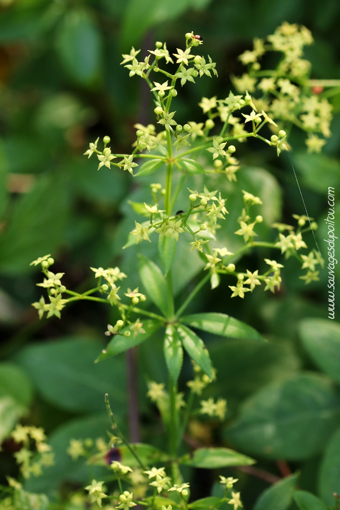 Rubia peregrina, Garance voyageuse, Poitiers bords de Boivre