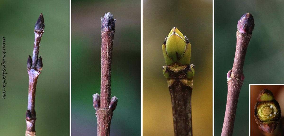 Bougeons d'Erables (Acer spp), Poitiers bords de Boivre