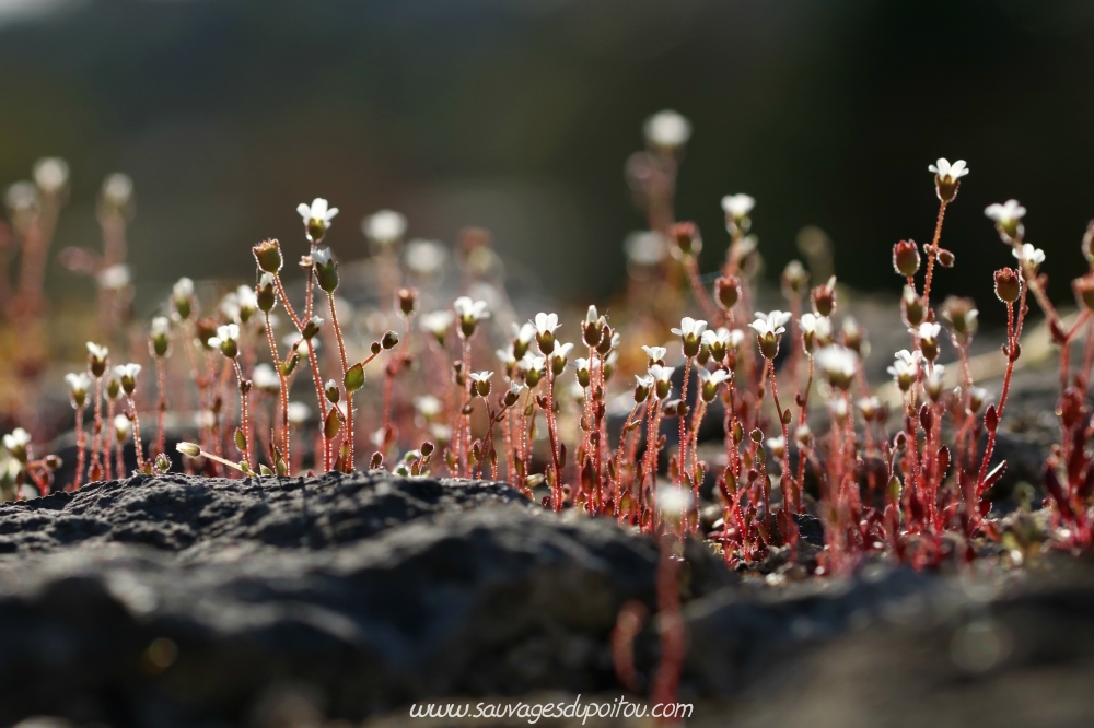 Saxifraga tridactylites, Saxifrage à trois doigts, Poitiers quartier gare