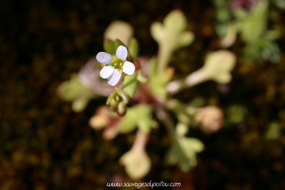 Saxifraga tridactylites, Saxifrage à trois doigts, Poitiers gare