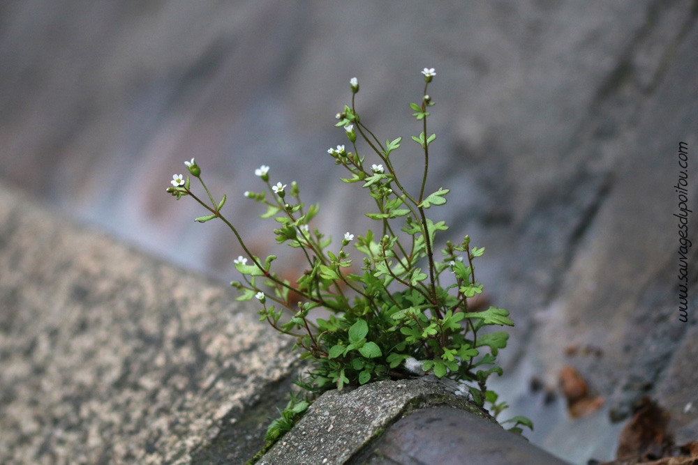 Saxifraga tridactylites, Saxifrage à trois doigts, Poitiers quartier gare