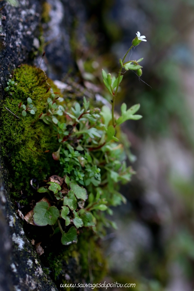 Saxifraga tridactylites, Saxifrage à trois doigts, Poitiers gare