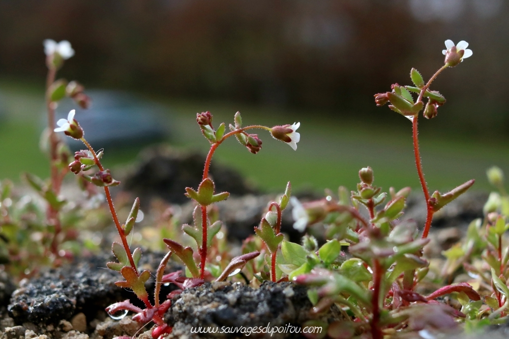 Saxifraga tridactylites, Saxifrage à trois doigts, Poitiers gare
