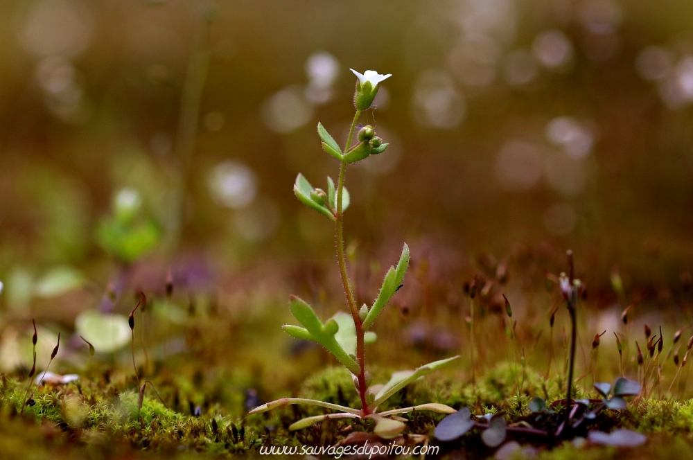 Saxifraga tridactylites, Saxifrage à trois doigts, Poitiers gare