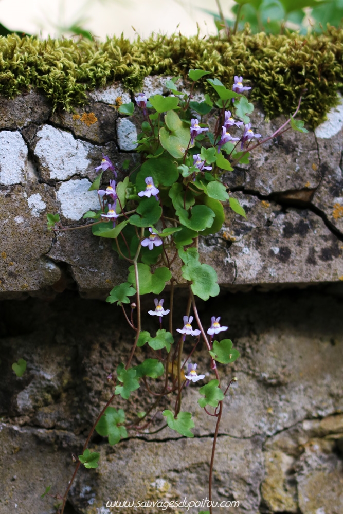Cymbalaria muralis, Ruine de Rome, Poitiers Chilvert