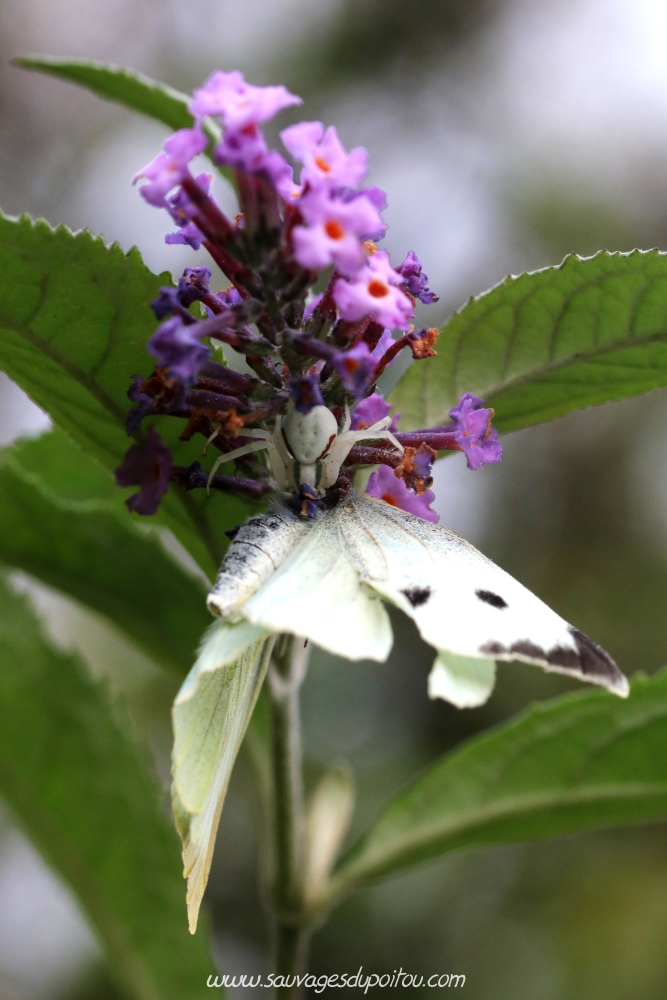 Misumena vatia sur Buddleja davidi, Poitiers bords de Clain