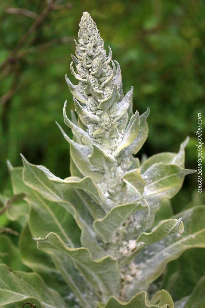 Molène, Verbascum sp., Vouneuil-sous-Biard