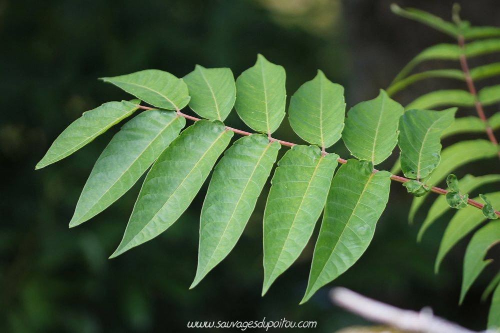 Ailanthus altissima, Ailanthe Faux-vernis du Japon, Vouillé (86)