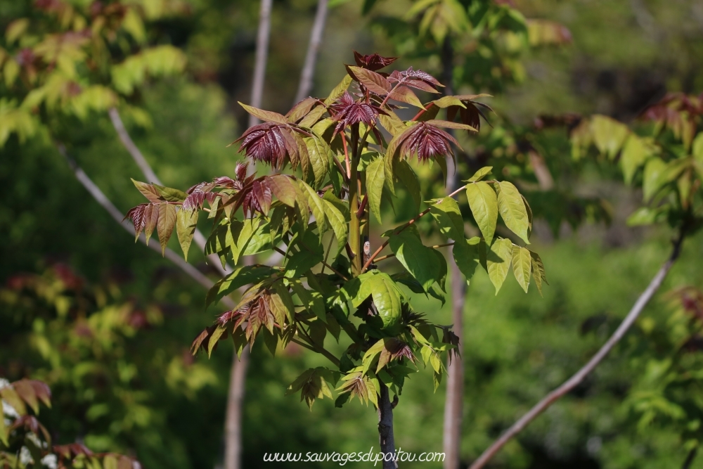 Ailanthus altissima, Ailanthe Faux-vernis du Japon, Poitiers Mérigotte