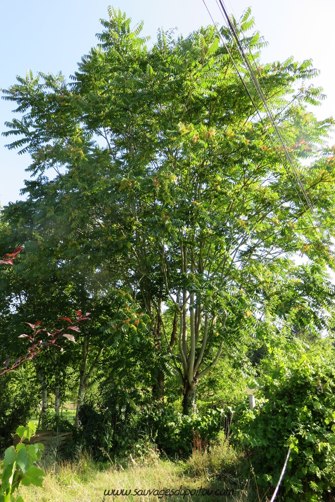 Ailanthus altissima, Ailanthe Faux-vernis du Japon, Poitiers bords de Clain