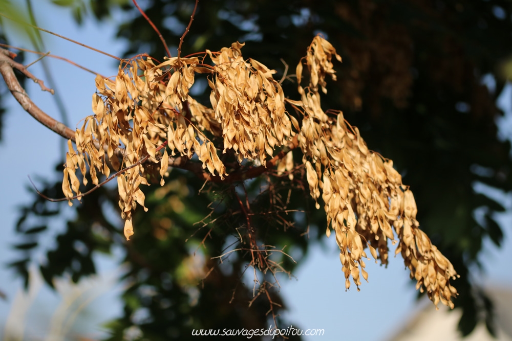 Ailanthus altissima, Ailanthe Faux-vernis du Japon, Poitiers quartier gare