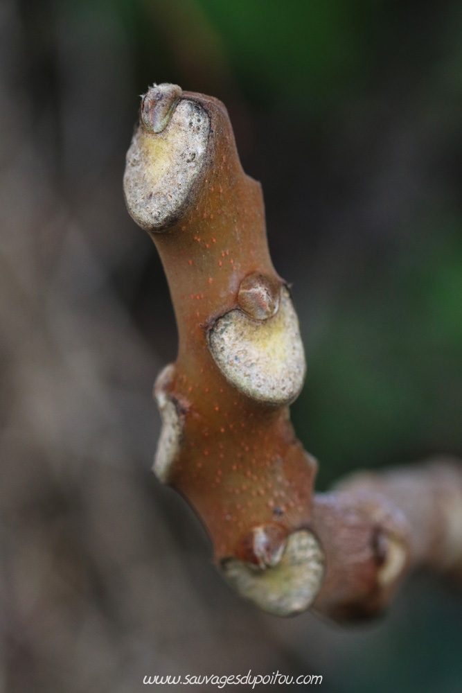 Ailanthus altissima, Ailanthe Faux-vernis du Japon, Poitiers bords de Clain