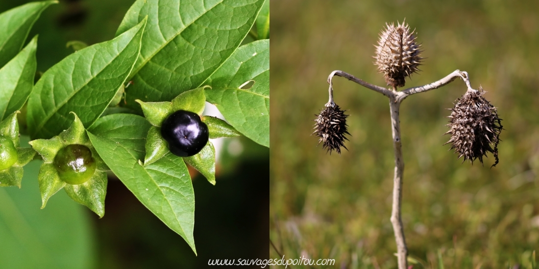 Atropa belladonna et Datura stramonium