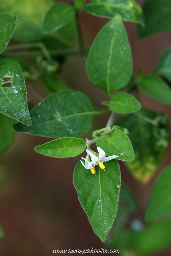 Solanum chenopodioides, Morelle faux chénopode, Île de Ré (17)