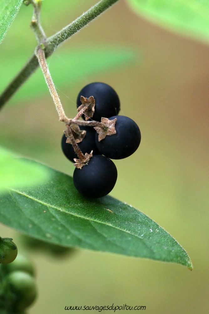 Solanum chenopodioides, Morelle faux chénopode, Île de Ré (17)