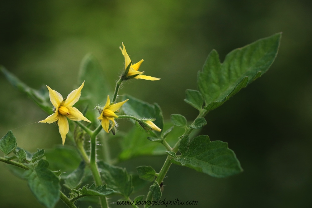 Solanum lycopersicum, Tomate cultivée, Poitiers quartier Chilvert