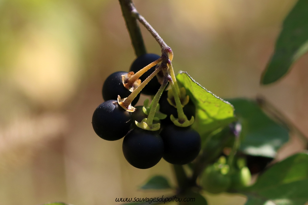 Solanum nigrum, Morelle noire, Louhossoa (64)