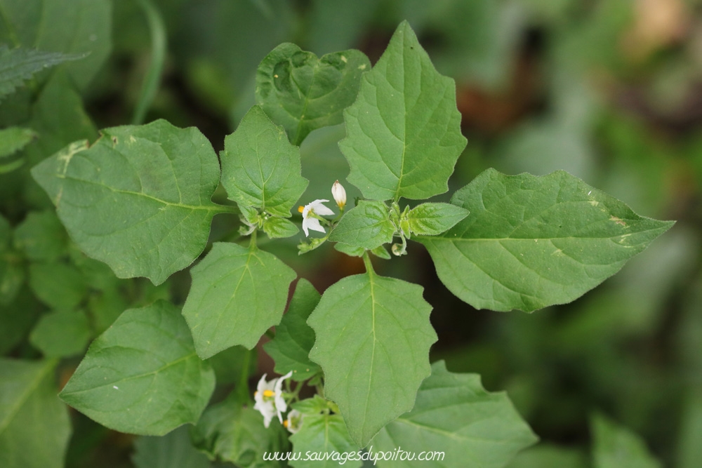 Solanum nigrum, Morelle noire, Poitiers bords de Clain