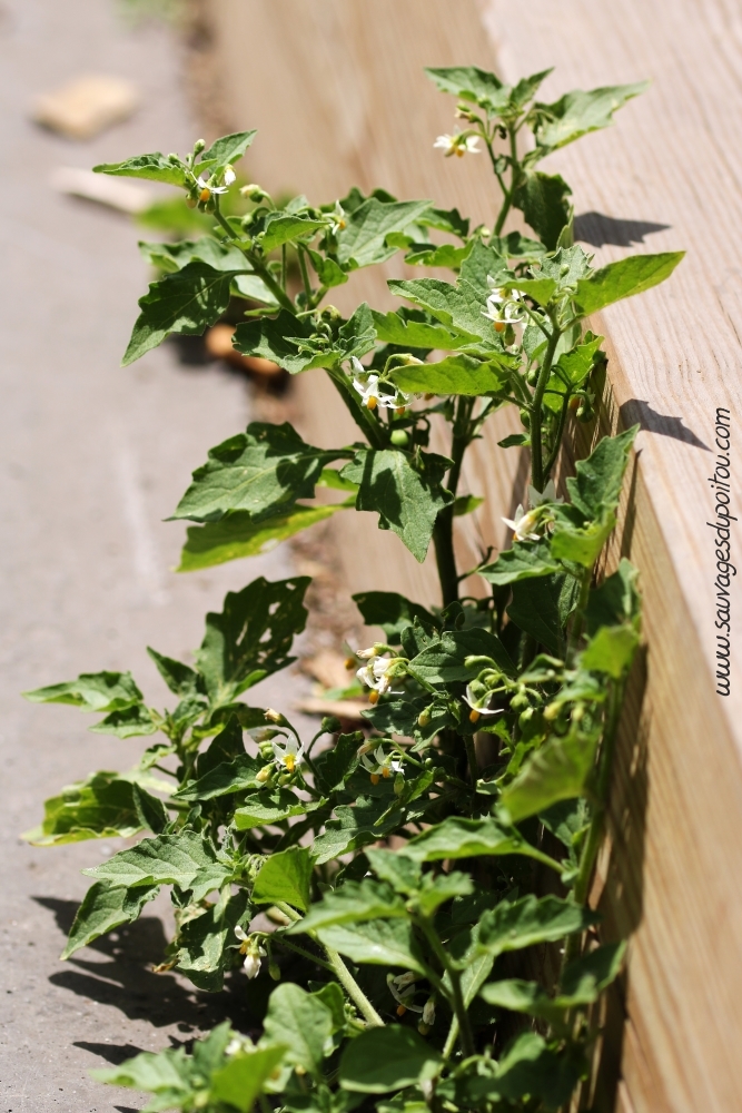 Solanum nigrum, Morelle noire, Villeurbanne (69)