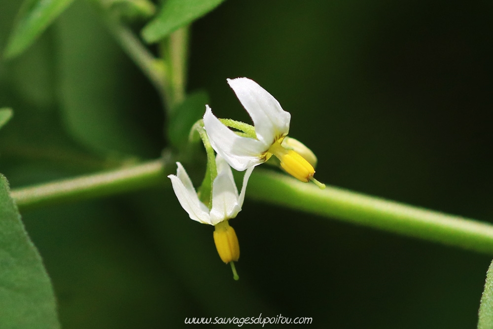 Solanum nigrum, Morelle noire, Louhossoa (64)