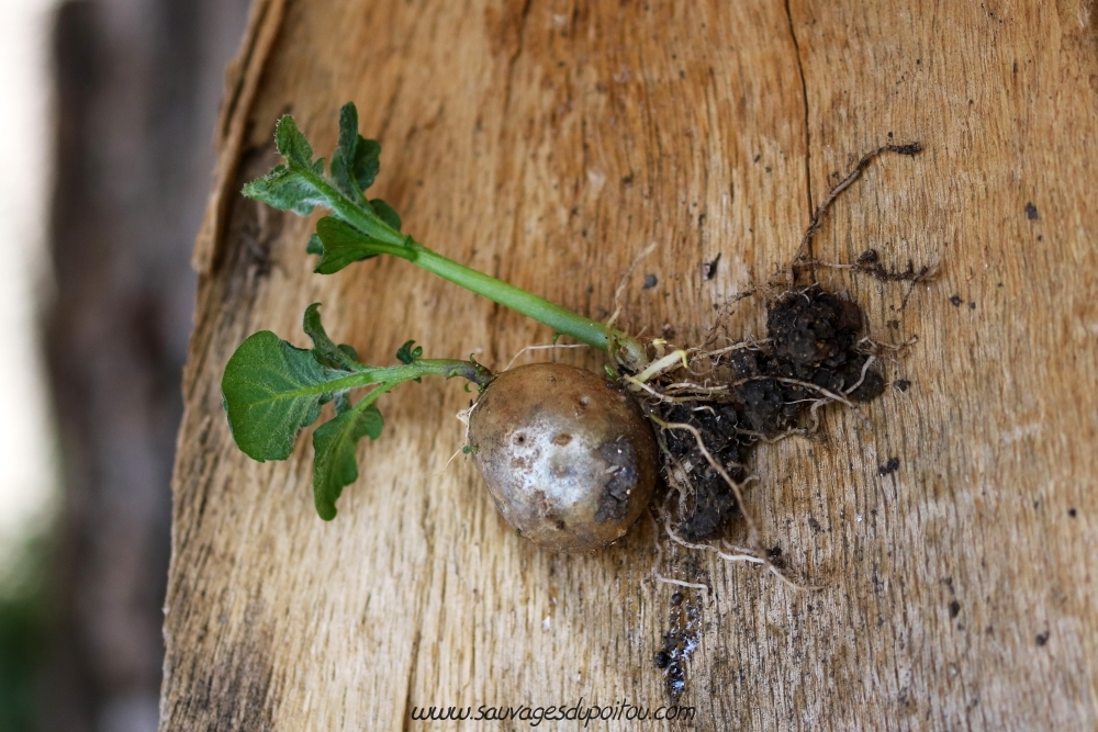 Solanum tuberosum, Pomme de terre, Poiters Quartier Chilvert