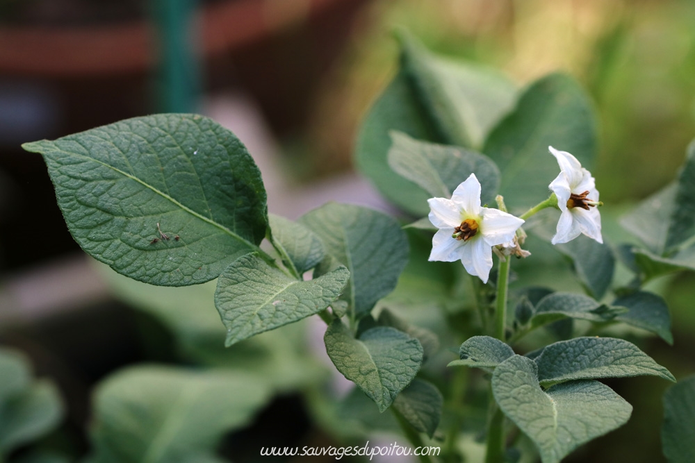 Solanum tuberosum, Pomme de terre, Poitiers quartier Chilvert