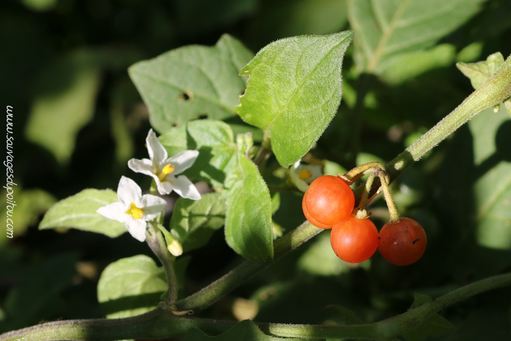 Solanum villosum, Morelle poilue, Poitiers chemin de la Cagouillère