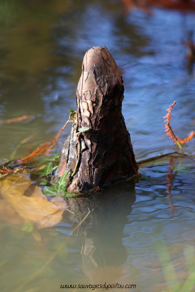 Taxodium distichum, Cyprès chauve, Poitiers bords de Clain