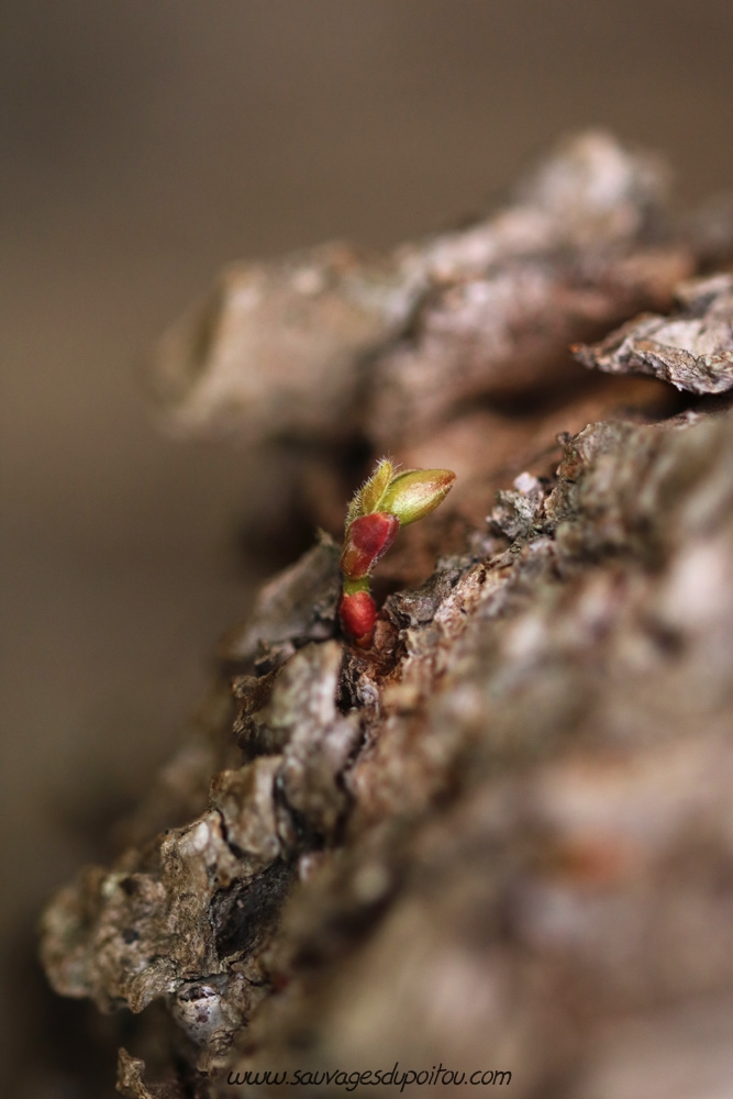 Tilia sp, Tilleul, Poitiers bords de Boivre