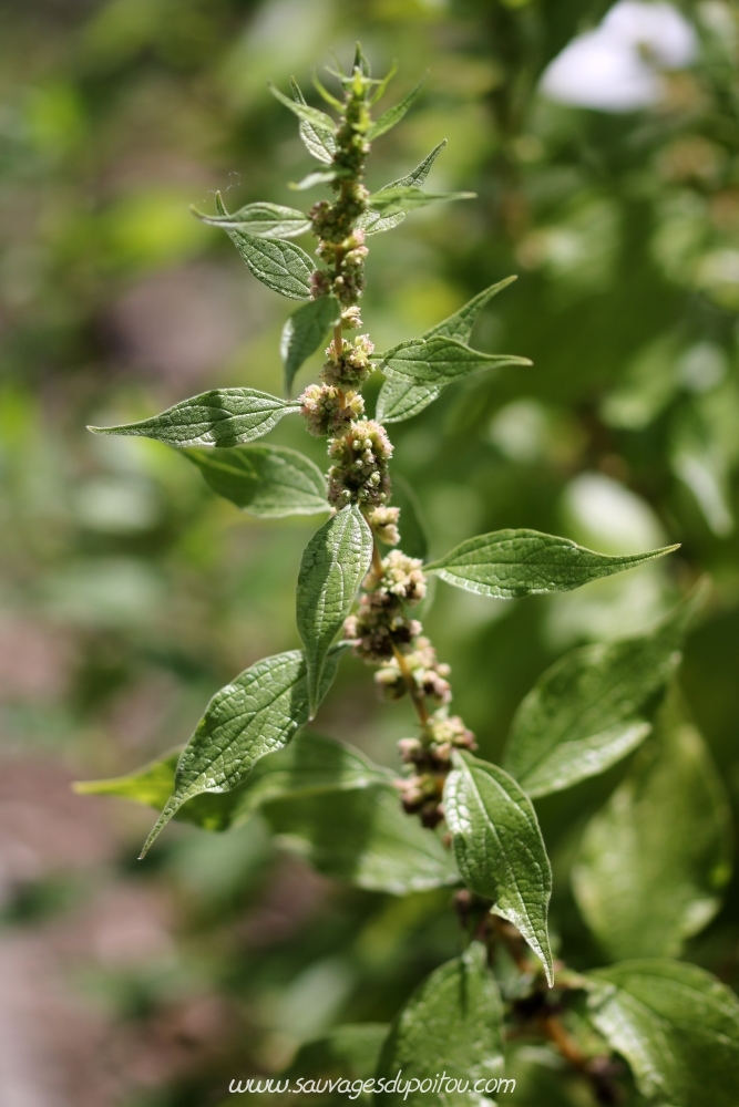 Parieteria officinalis, Pariétaire officinale, Jardin botanique de Lyon