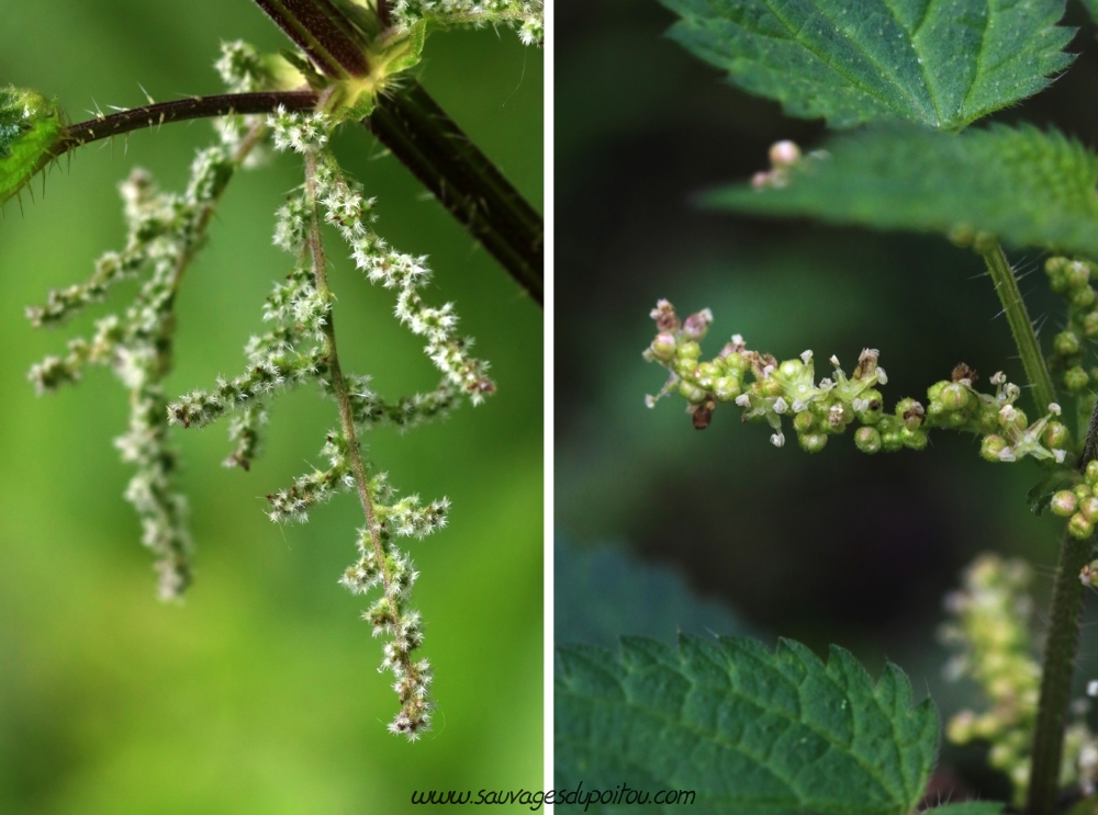 Urtica dioica, Grande Ortie, Poitiers bords de Clain